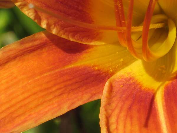 Close up of daylily